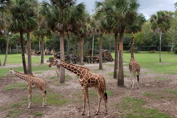 Jacksonville Zoo and Gardens